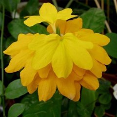 Насіння квітів кроссандри Тропік, 4 шт., жовтий