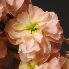 Насіння квітів матіоли Кетс, 200 шт., абрикосовий