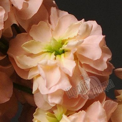 Насіння квітів матіоли Кетс, 200 шт., абрикосовий