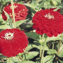 Семена цветов циннии изящной Гиганты Бенари, 100 шт, темно-красный