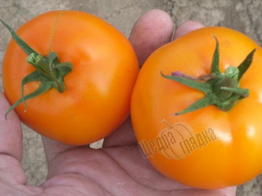 Насіння томату (помідора) Оранж Флейвор F1
