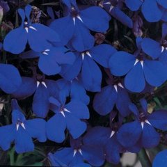 Семена цветов лобелии Ривьера, 200 шт (драже), темно-синий