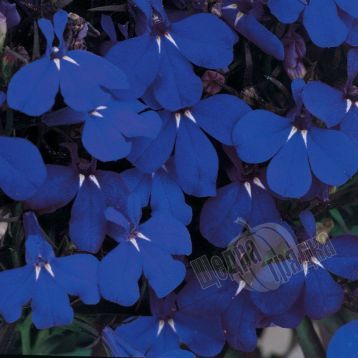 Насіння квітів лобелії Рів'єра, 200 шт (драже), темно-синій