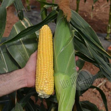 Семена кукурузы Лискам F1, 30 шт
