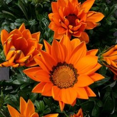 Насіння квітів газанії Біг Кісс F1, 100 шт, помаранчевий