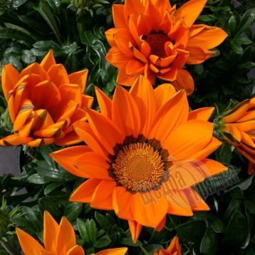 Насіння квітів газанії Біг Кісс F1, 100 шт, помаранчевий