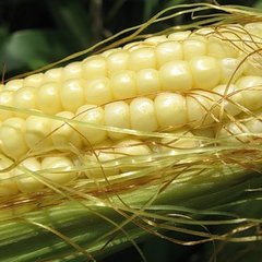 Семена кукурузы Голден Кроун F1, 50 г.