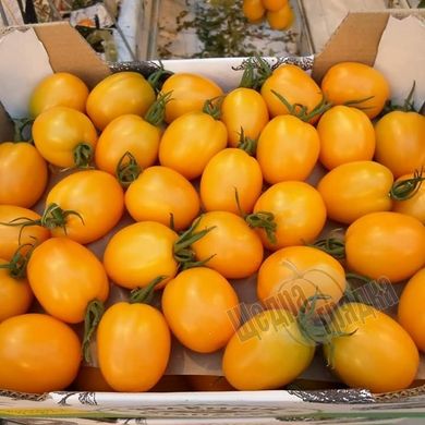 Насіння томату (помідора) Бенігара (KS 1430) F1, 8 шт