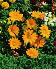Насіння квітів газанії Газу, 100 шт, помаранчевий