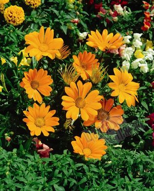 Насіння квітів газанії Газу, 100 шт, помаранчевий
