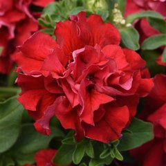 Насіння квітів петунії грандіфлори Валентайн F1, 200 шт (драже), червоний