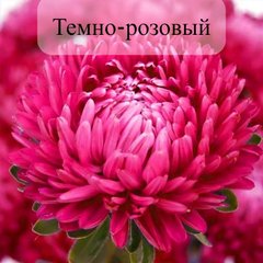 Семена цветов астры Леди Корал, 1 г., темно-розовый