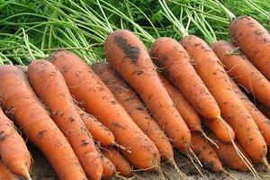 Вирощуємо шикарну моркву. Частина 2.