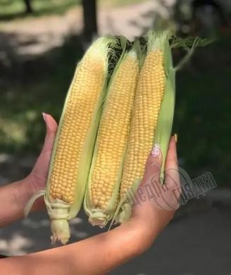 Семена кукурузы Драйвер F1, 100 шт