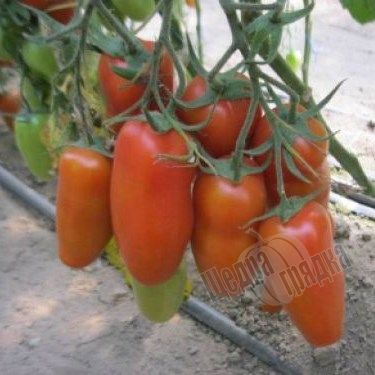 Семена томата (помидора) Айдар F1