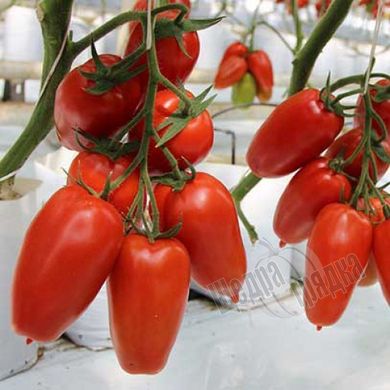Насіння томату (помідора) Айдар F1