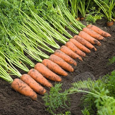 Насіння моркви Каскад F1, 0,5 г