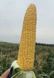 Насіння кукурудзи Драйвер F1, 100 шт