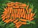 Семена моркови Каскад F1, 0,5 г