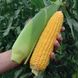 Семена кукурузы Драйвер F1, 100 шт