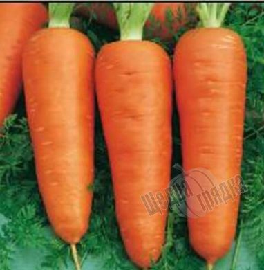 Насіння моркви Кампіно, 2 г