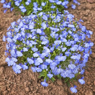 Семена цветов лобелии Хрустальный дворец, 0,05 г, голубой