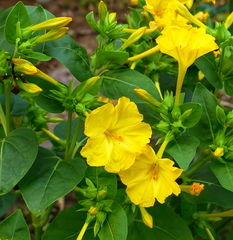 Насіння квітів мірабілісу Жовтий, 1 г, жовтий