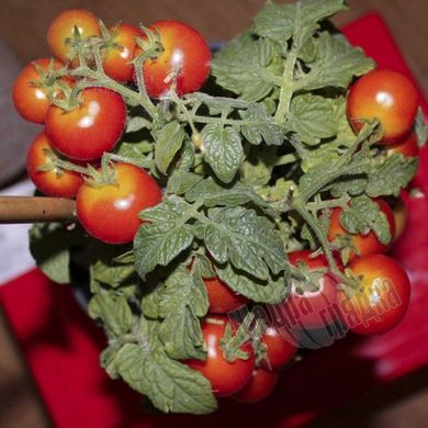 Насіння томату (помідора) Міні Бол F1