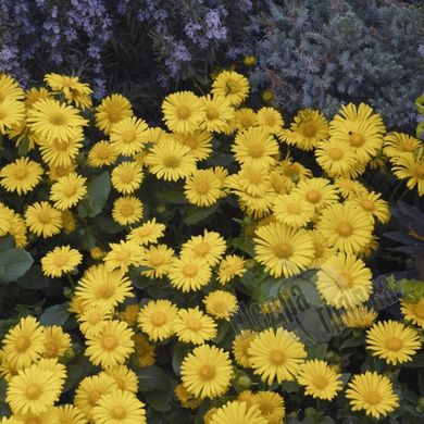 Семена цветов дороникума восточного Леонардо, 100 шт, желтый