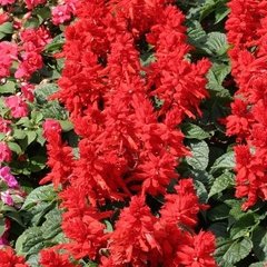 Семена цветов cальвии блестящей Ред Алерт, 10 шт, красный