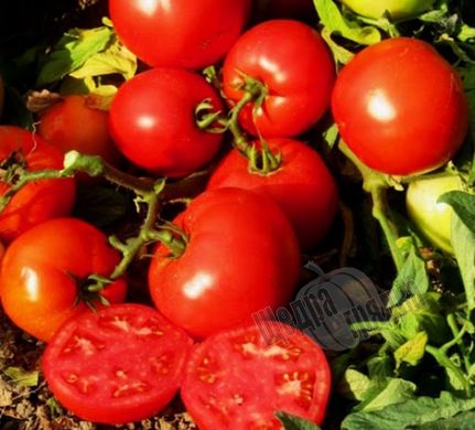 Насіння томату (помідора) Тропікал Джем F1