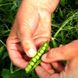 Семена зеленого горошка Идальго, 100000 шт.