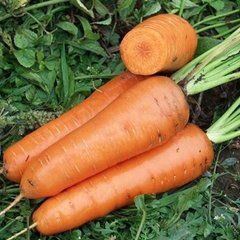 Семена моркови Канада F1 (2,0 - 2,2 мм), 25 000 шт.