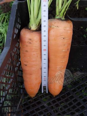 Насіння моркви Канада F1 (2,0 - 2,2 мм), 25 000 шт.