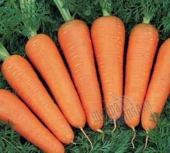 Насіння моркви Канада F1 (2,0 - 2,2 мм), 25 000 шт.