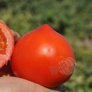 Насіння томату (помідора) Каста (Супернова) F1, 10 шт