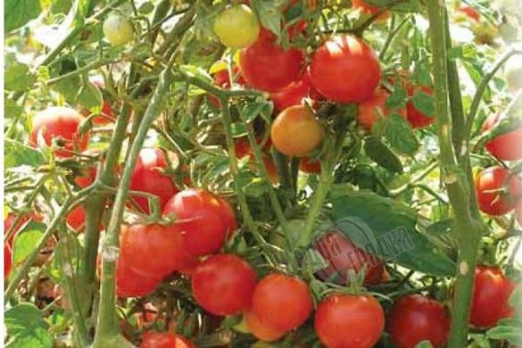 Насіння томату (помідора) Флорида F1
