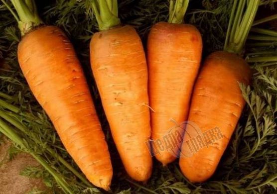 Насіння моркви Кантерб'юрі F1, 100000 шт.