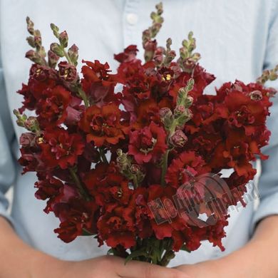 Семена цветов антирринума Мадам Батерфляй F1, 100 шт, темно-красный