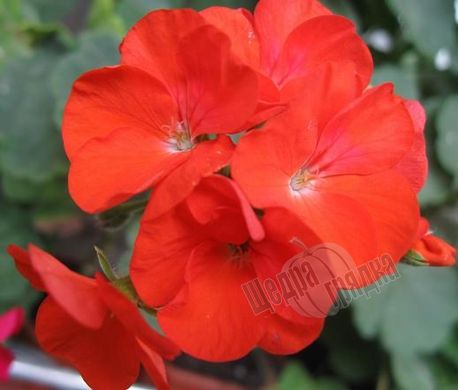 Насіння квітів пеларгонії садової Маверік F1, 50 шт, червоний