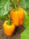 Семена перца сладкого Калифорнийское Чудо оранжевый