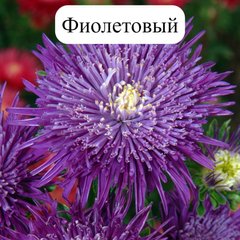 Семена цветов астры Си Старлет, 1 г., фиолетовый