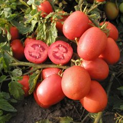 Семена томата (помидора) Шейк, 20 шт