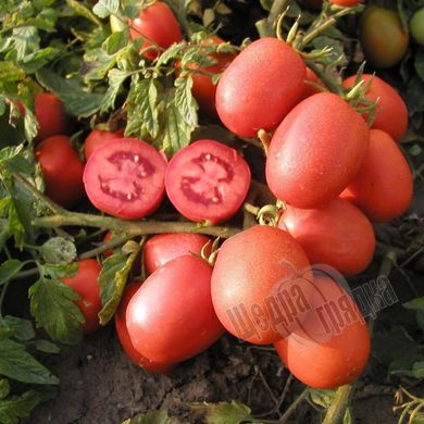 Насіння томату (помідора) Шейк, 20 шт