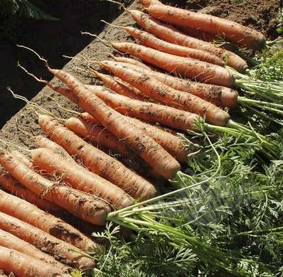 Насіння моркви Наполі F1 (Bejo Zaden), 25 000 шт