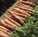 Семена моркови Наполи F1 (Bejo Zaden), 25 000 шт