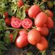 Семена томата (помидора) Шейк, 20 шт