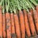 Насіння моркви Наполі F1 (Bejo Zaden), 25 000 шт