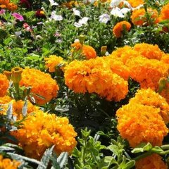 Семена цветов бархатцев Эквинокс, 5 г, оранжевый