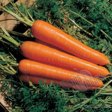 Семена моркови Нантес Скарлет F1, 500 г